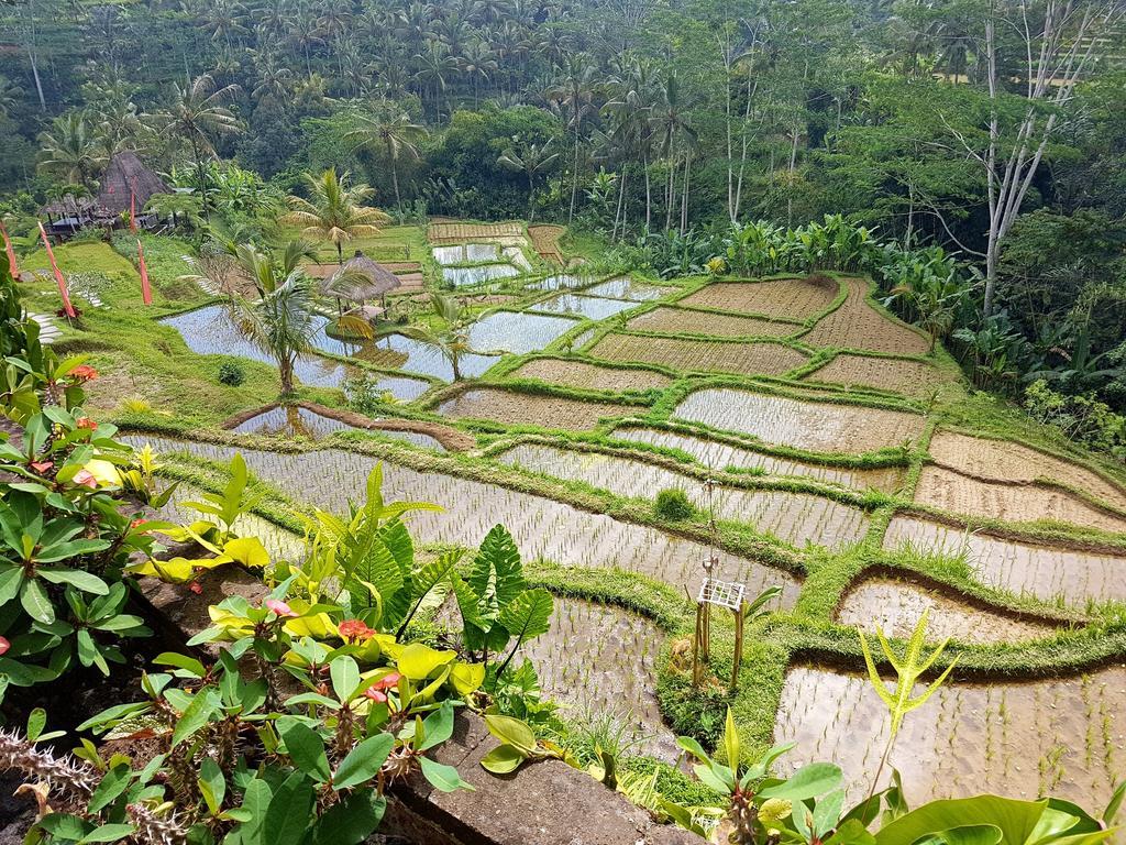 فيلات أديوانا دارا أيو Patjung المظهر الخارجي الصورة